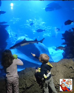 Fun on the southbank with Merlin Attractions 4 sealife01 1