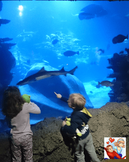 sealife01