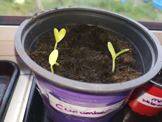 Benefits of gardening with kids 10 cucumber e1555517936508