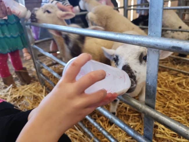 Glamping at Ilfracombe Farm Review 15 feeding the lambs e1556144856512