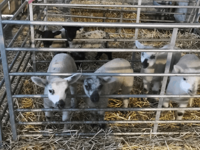 Glamping at Ilfracombe Farm Review 4 lambs e1556174719218