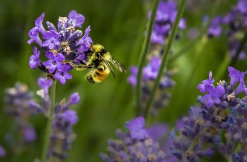 Bee Friendly Gardening 1 Bee Friendly Gardening
