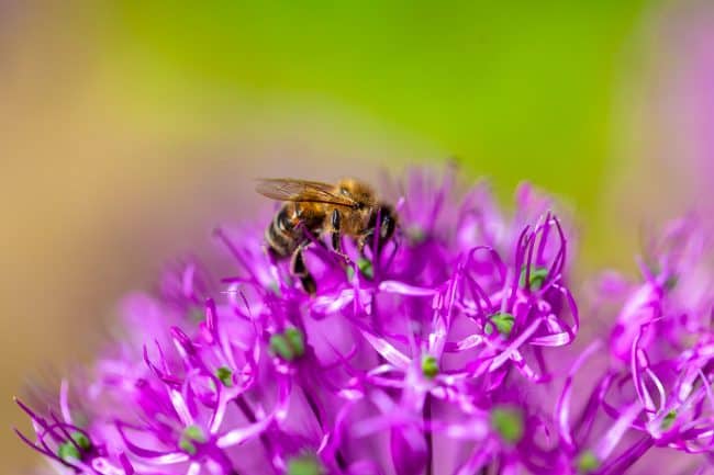 Bee Friendly Gardening 3 bee on a flower e1558817612567