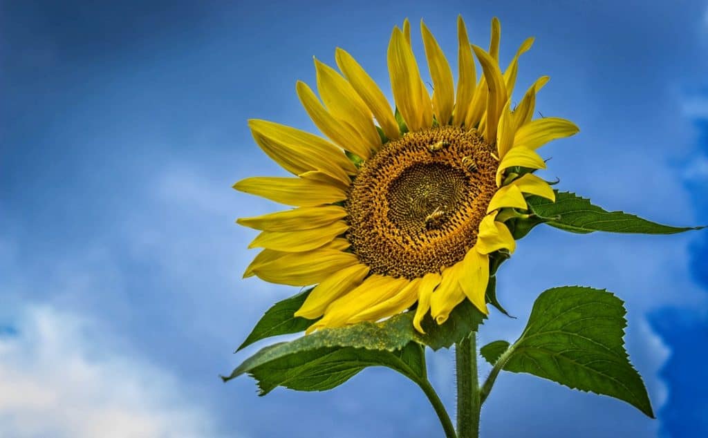Fun Things to Plant With Kids 2 bees on sunflower