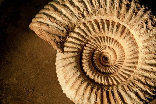 fossil e1558531739259