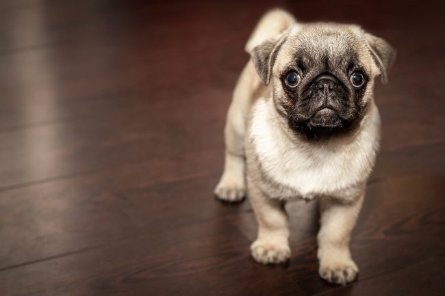 cute dog e1588844789794