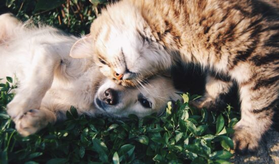 Tips For Welcoming A Pet Into Your Family Home 1 dog and cat e1618932769366