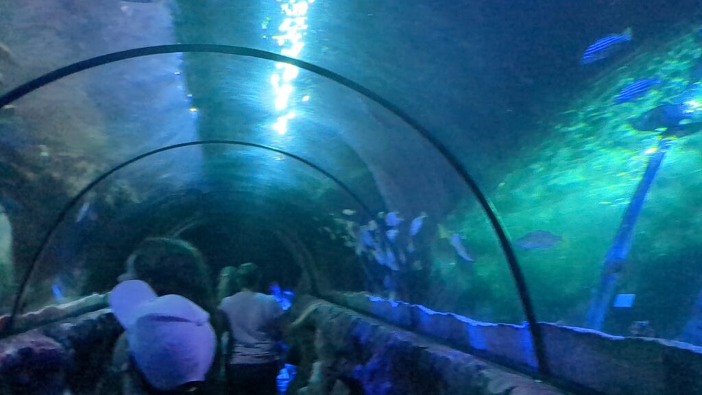 glass tunnel