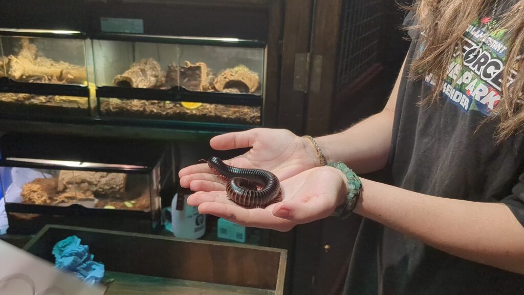 millipede