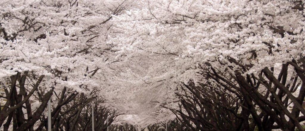 Best time of the year to visit each one of those 5 countries 2 blossom trees 1