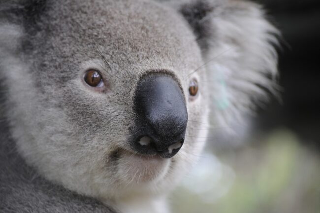 Hidden Australian Gems That Make for a Great Family Holiday 1 koala1 e1710929295439