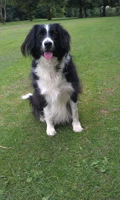 Barney boo