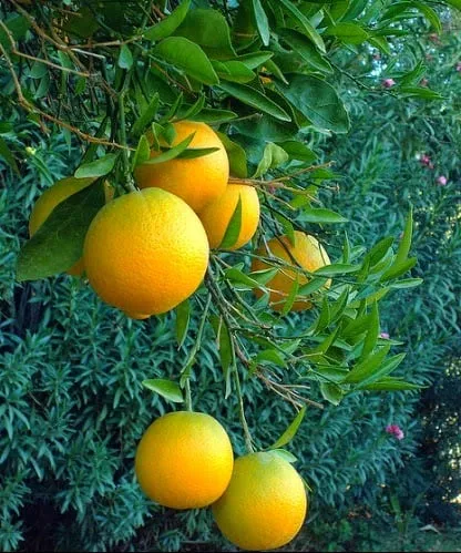 orange tree1