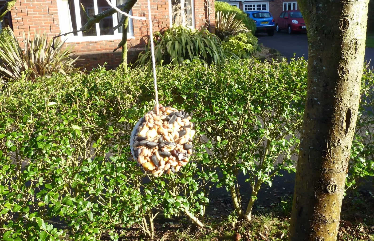 Homemade Bird Food What to Provide and What to Avoid 1 bird cake in tree