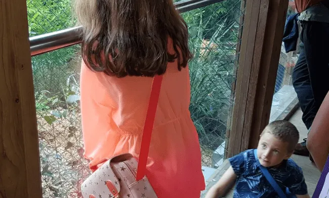 Wearing out the kids (and adults) with a day at Colchester Zoo - the truthful behind the scenes day out 3 zoo pushing