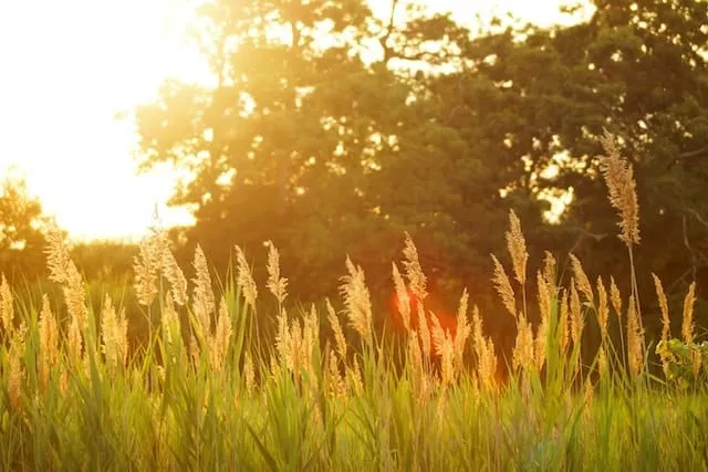 10 Tips To Prepare Your Home For The Upcoming Season 1 grass reeds