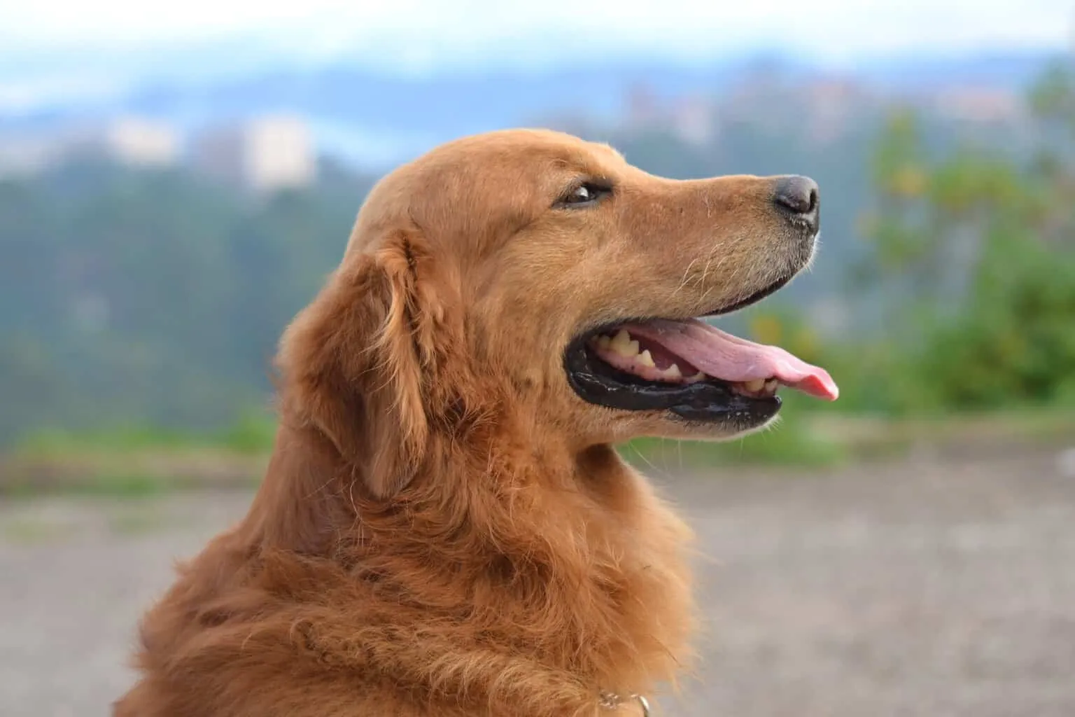 panting dog scaled e1687869285656