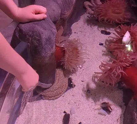 starfish e1693422089777