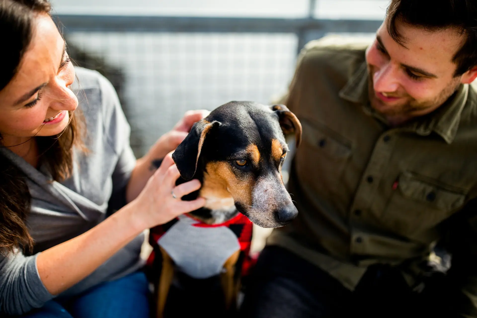 Preparing for the Unexpected with Your Family Pet 1 family dog