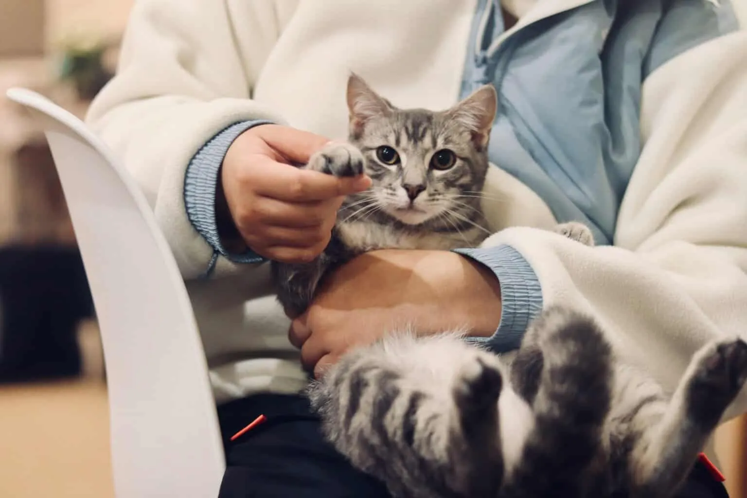 cat in the vets scaled